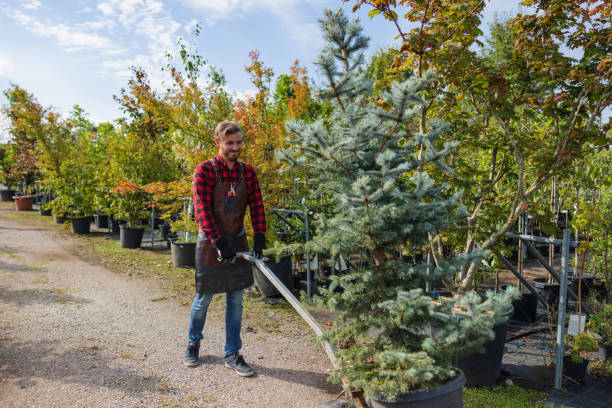 Best Professional Tree Care  in New Castle, DE